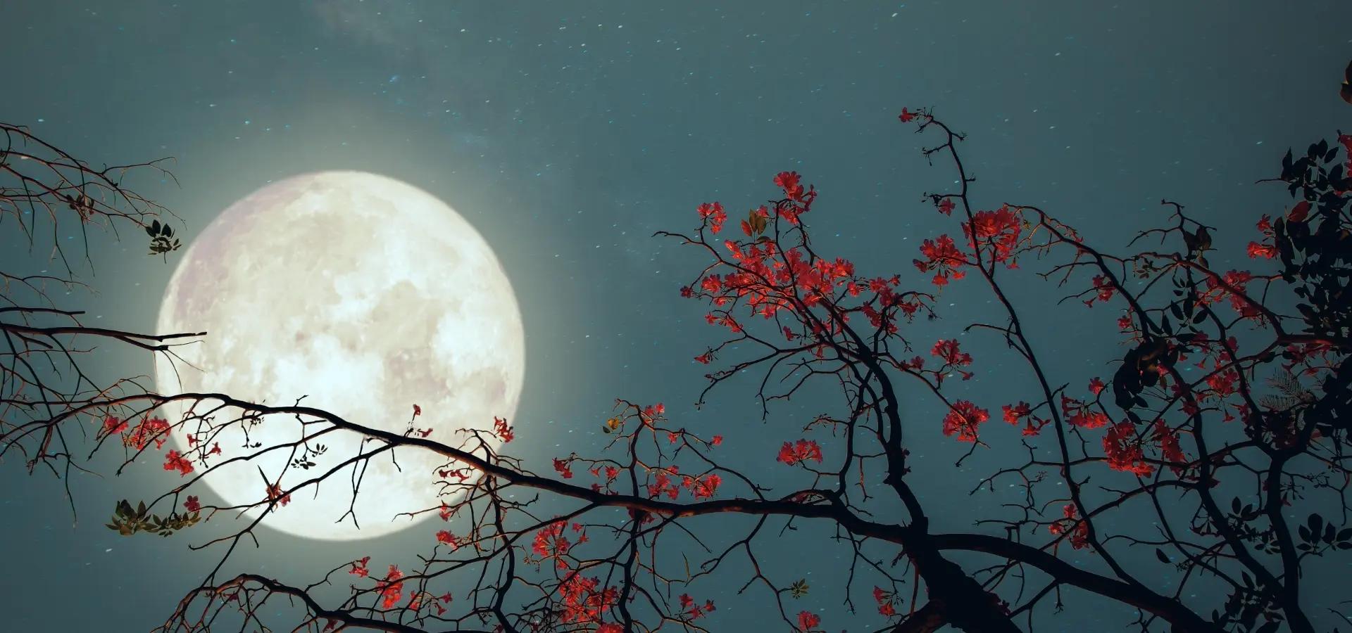 rote blueten am baum in der nacht dahinter vollmond